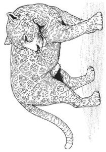 Coloriage Panthere Noire Imprimer Imprime Le Dessin à Colorier De Panthère