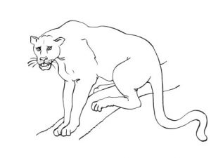 Coloriage Panthere Noire Imprimer Pin Coloriage Panthere Noire Dessin Fond On Pinterest