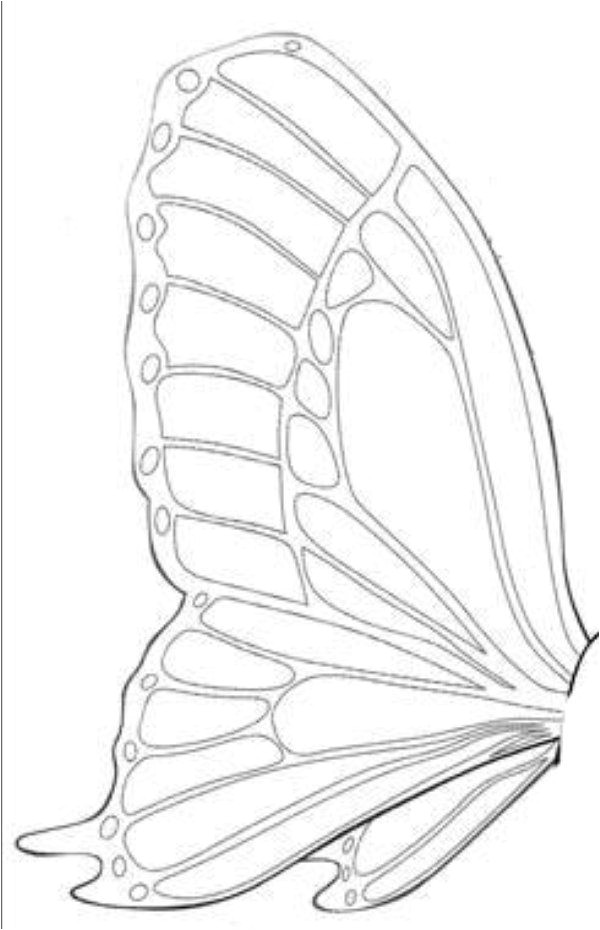 Coloriage Papillon Et Fleur butterfly Template Papillons