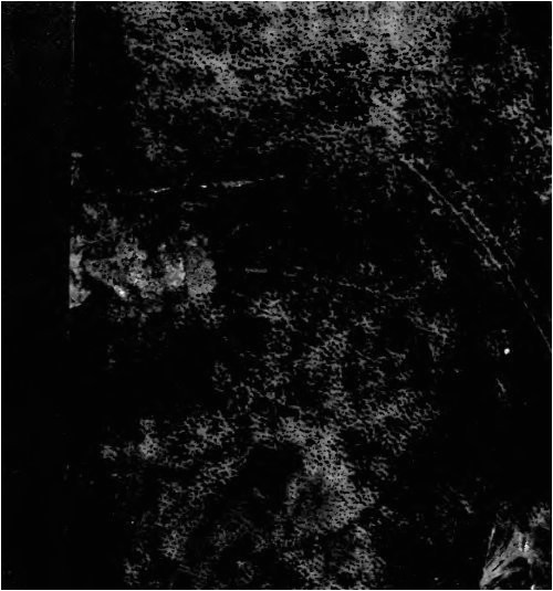 Coloriage Pet Shop Poney à Imprimer Black & White