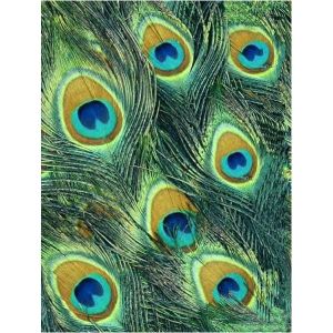 Coloriage Plume De Paon Lote De 10 Plumas De Pavo Real 600600