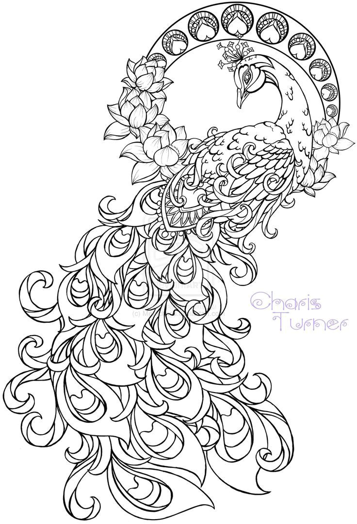 Coloriage Plume De Paon Realistic Peacock Coloring Pages Free Coloring Page