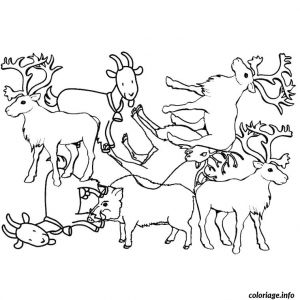 Coloriage Pole nord Imprimer Coloriage Animaux Pole nord Jecolorie