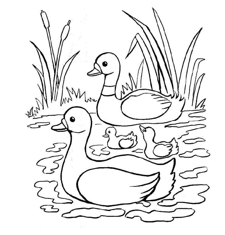 Coloriage Pour Enfant Com Coloriage Pour Enfant Canard