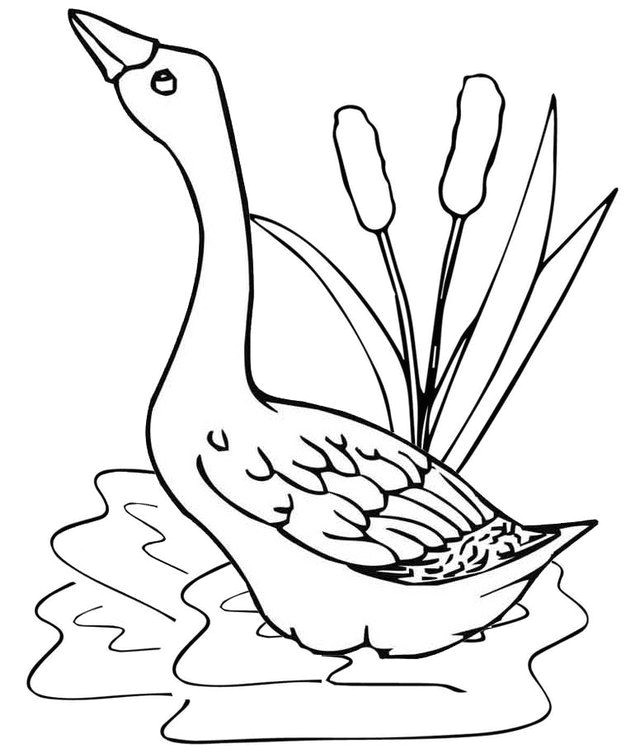 Coloriage Pour Enfant Dora épinglé Par Pengadaan Indonesia Sur Goose Coloring Pages