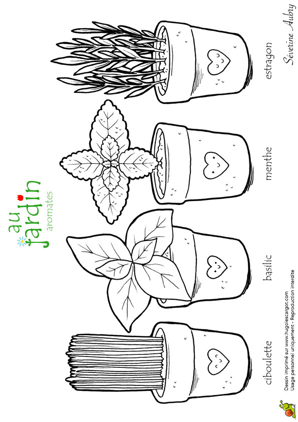 Coloriage Sur Le Jardinage Coloriage Découverte Les Aromates Du Jardin