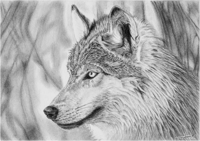 Coloriage Tete De Loup Dessin Loup 1