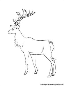 Coloriage Trotro A Imprimer Gratuit Coloriage Et Dessin Wapiti à Imprimer