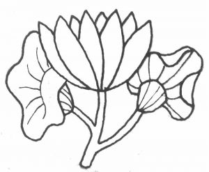 Coloriage Tulipe à Imprimer Dessin Facile Fleur Exotique