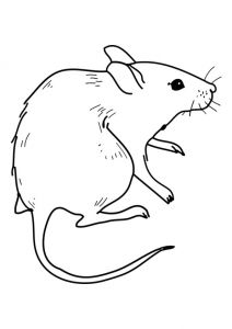 Coloriages Avec La souris Dessin D’une souris Prête à être Colorier