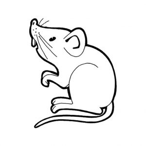 Coloriages Avec La souris souris Animaux – Coloriages à Imprimer