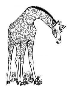 Coloriages D Animaux De La Savane 111 Dessins De Coloriage Girafe   Imprimer