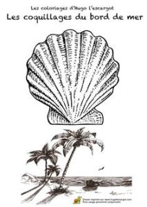 Coquillage De Mer Coloriage 20 Meilleures Images Du Tableau Coquillage