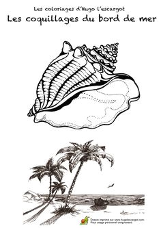 Coquillage De Mer Coloriage 20 Meilleures Images Du Tableau Coquillage