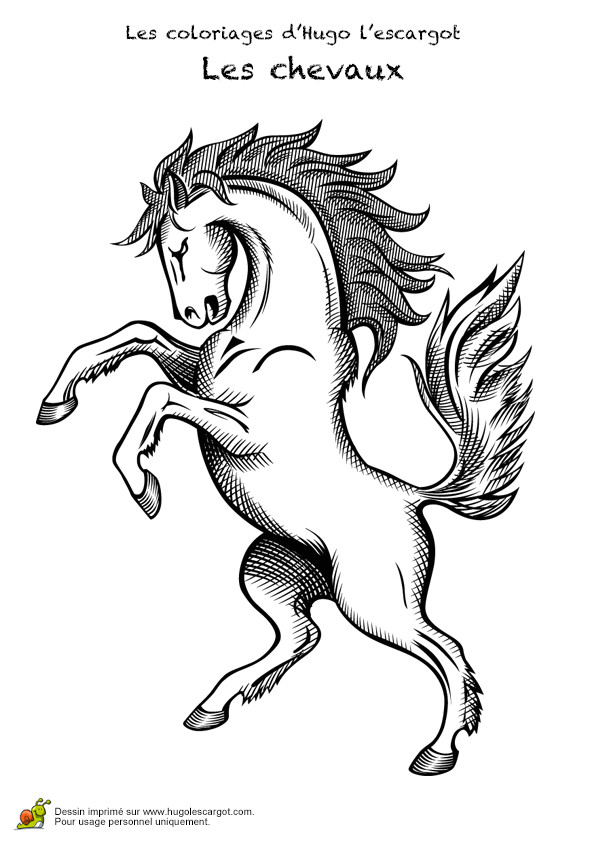 Des Coloriages De Chevaux étalon Sauvage En Posture Cabré   Colorier