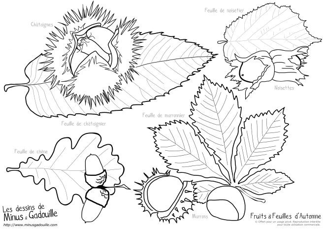 Feuille De Chene Coloriage Afficher L Image D origine