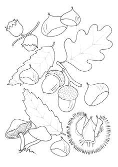 Feuille De Chene Coloriage Les 45 Meilleures Images De Coloriage Automne