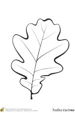 Feuille De Chene Coloriage Les 50 Meilleures Images De Feuilles   Colorier