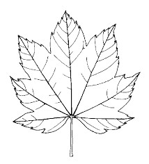 Feuille De Chene Coloriage Résultat De Recherche D Images Pour "dessin Feuille De Vigne