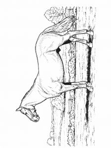 Imprimer Des Coloriages De Chevaux Coloriage De Chevaux