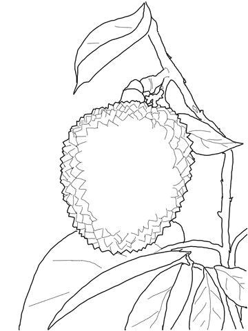 Noix De Coco Coloriage Coloriage Litchi