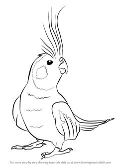 Tête De Cheval Coloriage Les 21 Meilleures Images De Ment Dessiner Un Oiseau