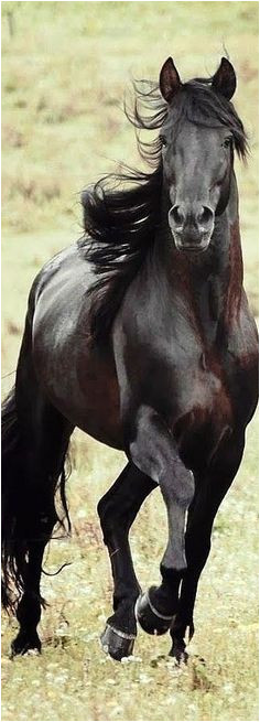 Tête De Cheval Coloriage Les 3352 Meilleures Images De Cheval