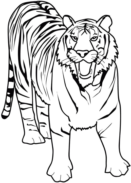 Tigre Coloriage A Imprimer Coloriage A Imprimer Tigre Gratuit Et Colorier