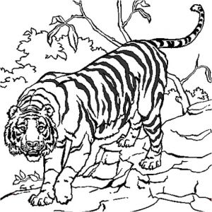 Tigre Coloriage A Imprimer Coloriage204 Coloriage Tigre à Imprimer