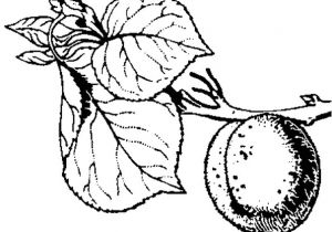 Abricot Coloriage L Abricot Du Dessin Est Encore Sur La Branche De L Abricotier