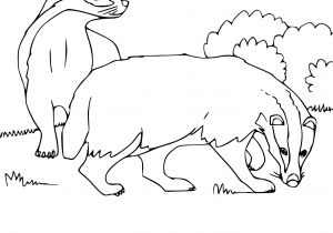 Blaireau Coloriage Coloriage Blaireau Dessin   Imprimer Sur Coloriages Fo
