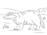 Blaireau Coloriage Coloriage Blaireau Européen Mignon
