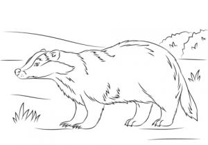Blaireau Coloriage Coloriage Blaireau Européen Mignon