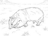Blaireau Coloriage Coloriage Blaireau Européen Qui Renifle Le sol