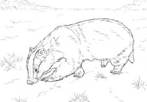 Blaireau Coloriage Coloriage Blaireau Européen Qui Renifle Le sol