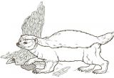 Blaireau Coloriage Coloriage Blaireau Fouine Ou Martre