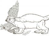 Blaireau Coloriage Coloriage Blaireau Fouine Ou Martre