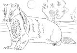 Blaireau Coloriage Coloriage Blaireau