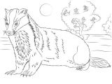 Blaireau Coloriage Coloriage Blaireau