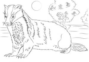 Blaireau Coloriage Coloriage Blaireau