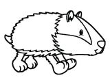 Blaireau Coloriage Coloriage De Blaireau Qui Marche Pour Colorier Nature Coloriages