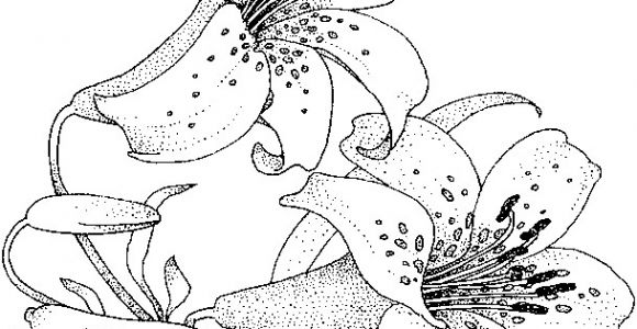 Bouquet De Fleurs Coloriage Dessin   Colorier Bouquet De Fleurs Nature 49