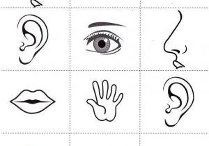 Coloriage 5 Sens 66 Best Les 5 Sens Images On Pinterest