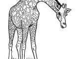 Coloriage A Imprimer Animaux Du Zoo 111 Dessins De Coloriage Girafe   Imprimer