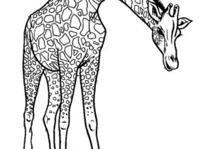 Coloriage A Imprimer Animaux Du Zoo 111 Dessins De Coloriage Girafe   Imprimer