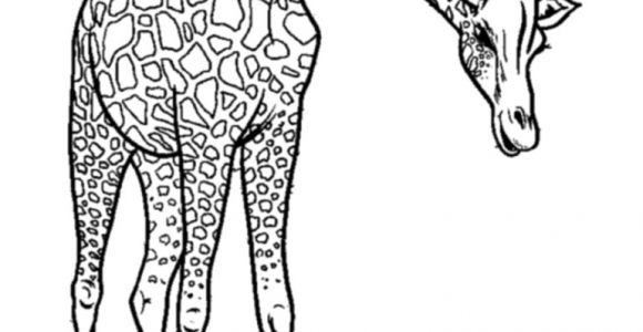 Coloriage A Imprimer Animaux Du Zoo 111 Dessins De Coloriage Girafe   Imprimer