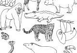Coloriage A Imprimer D Animaux Sauvages Animaux Sauvages D Afrique Dessin Luxe Coloriage Animaux