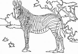 Coloriage A Imprimer D Animaux Sauvages Animaux Sauvages De La Jungle 111 Animaux