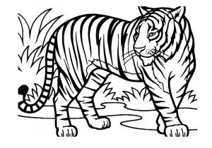 Coloriage A Imprimer D Animaux Sauvages Animaux Sauvages De La Jungle 29 Animaux – Coloriages