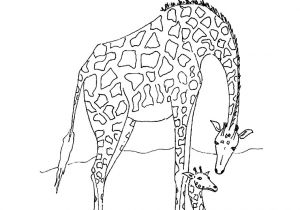 Coloriage A Imprimer D Animaux Sauvages Animaux Sauvages De La Jungle 46 Animaux – Coloriages